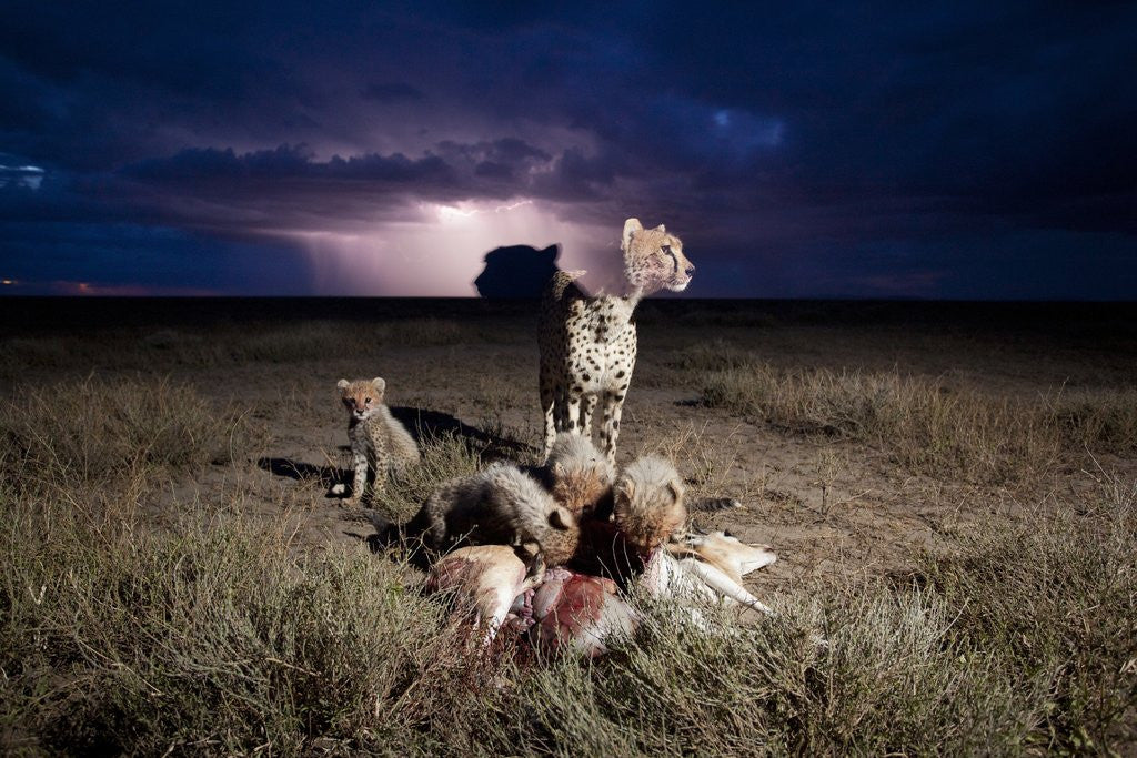 Detail of Cheetah and Lightning Storm, Ngorongoro Conservation Area, Tanzania by Anonymous