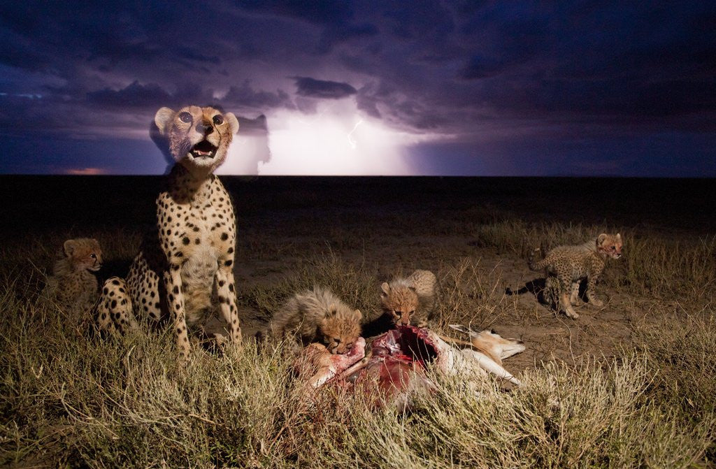 Detail of Cheetah and Lightning Storm, Ngorongoro Conservation Area, Tanzania by Anonymous