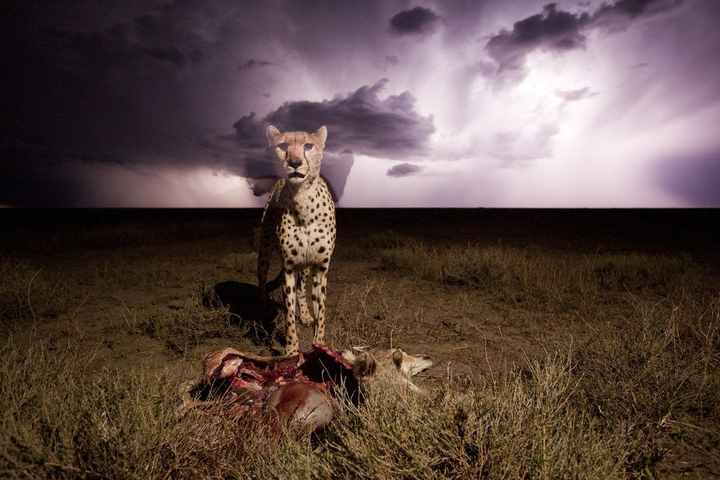 Detail of Cheetah and Lightning Storm, Ngorongoro Conservation Area, Tanzania by Anonymous