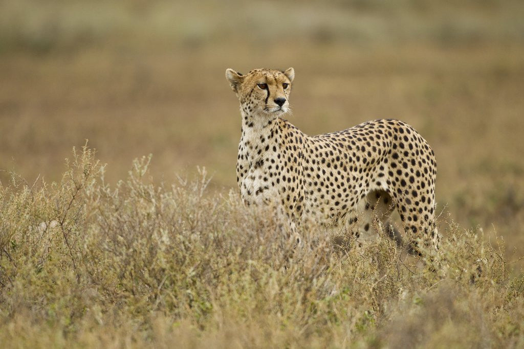 Detail of Cheetah, Ngorongoro Conservation Area, Tanzania by Corbis
