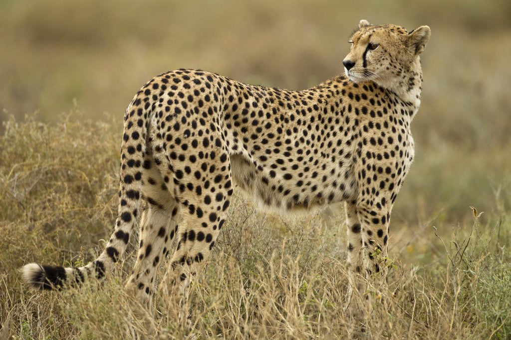 Detail of Cheetah, Ngorongoro Conservation Area, Tanzania by Anonymous
