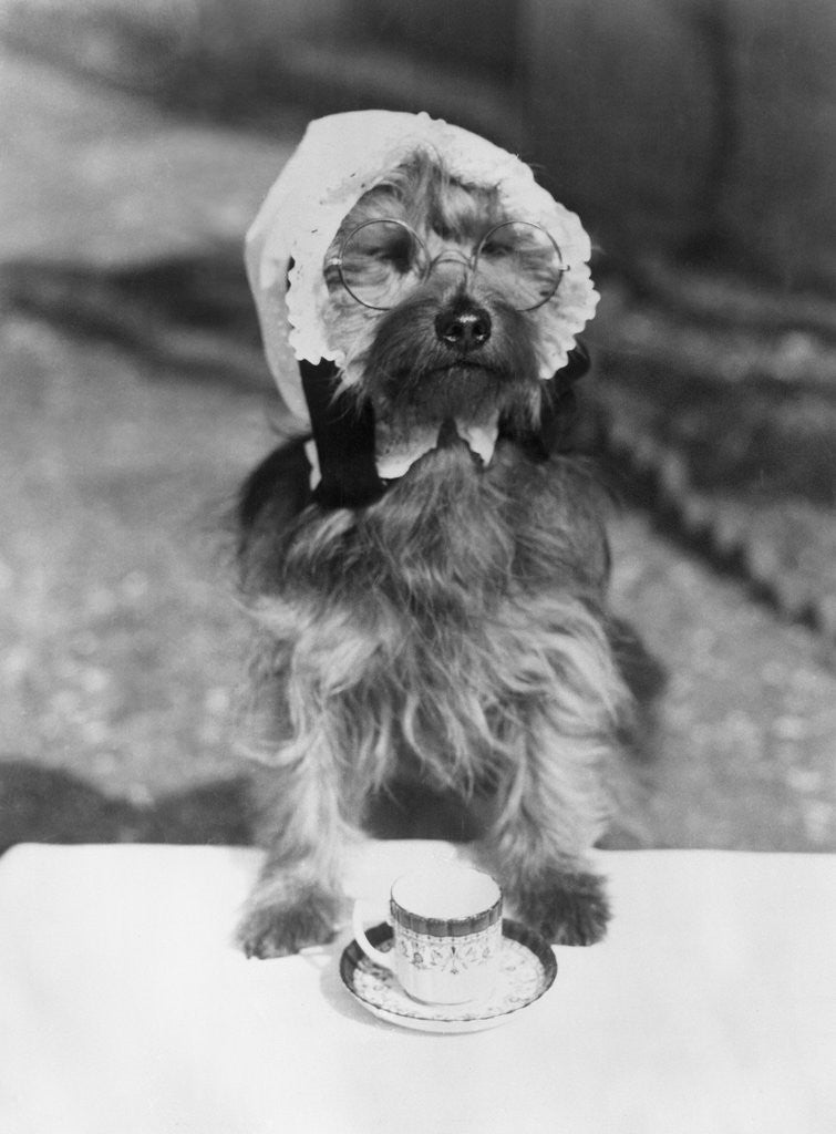 Detail of Dog wearing bonnet with cup of tea by Anonymous