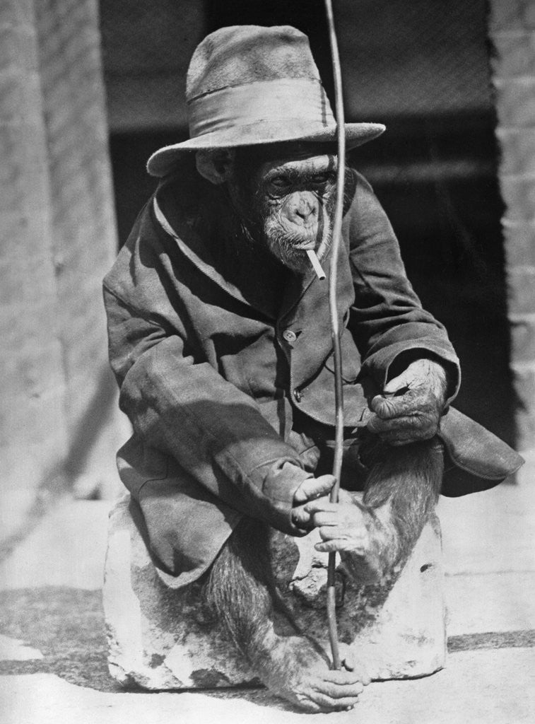 Detail of Monkey wearing jacket smoking cigarette by Corbis