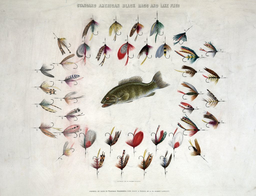 Detail of Standard American Black Bass and Lake Flies by Anonymous