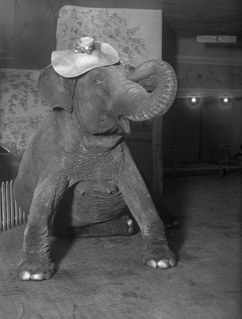 Baby elephant hat shop