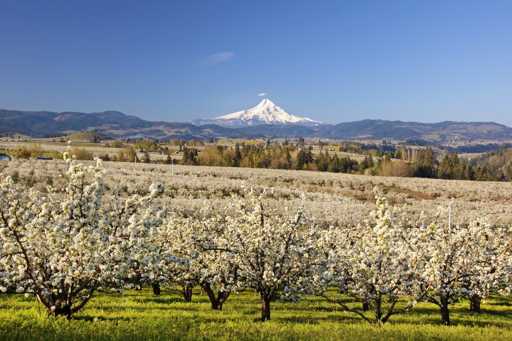 Detail of Hood River Valley and spring blossoms with Mt. Hood. Oregon by Anonymous