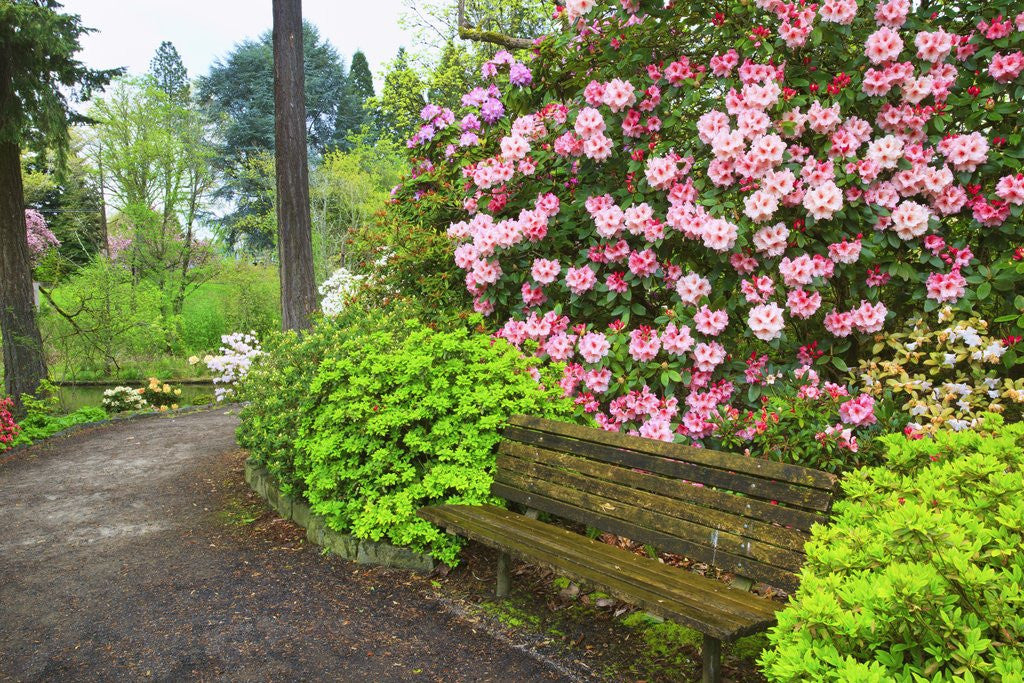 Detail of Spring flowers in Crystal Springs Rhododendron Garden by Anonymous