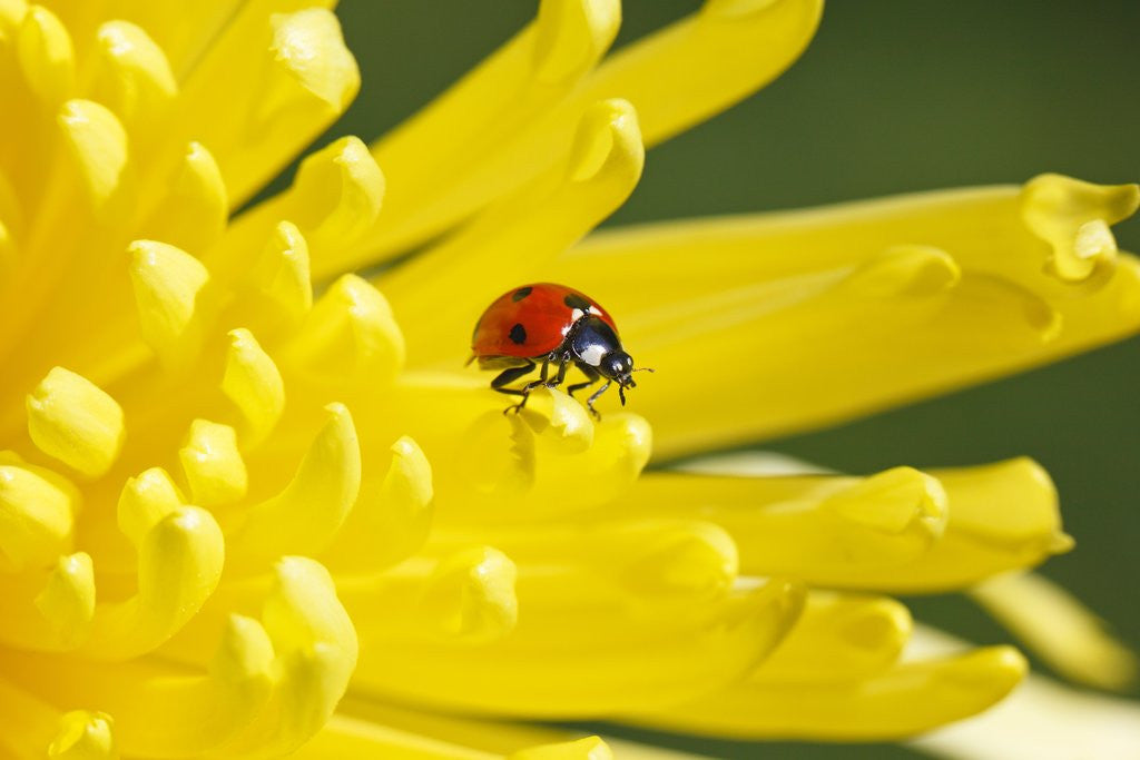 Detail of Close-up of a lady bug on flower by Corbis
