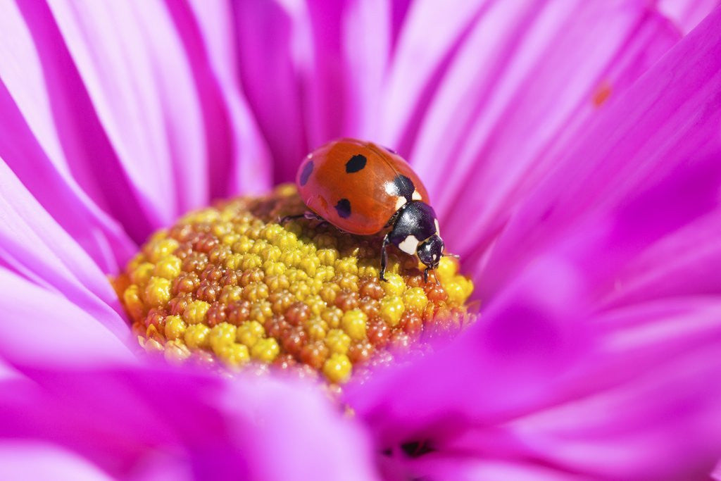 Detail of Close-up of a lady bug on flower by Corbis