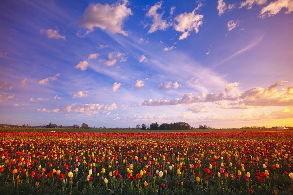 Detail of Beautiful sunrise over tulip field by Anonymous