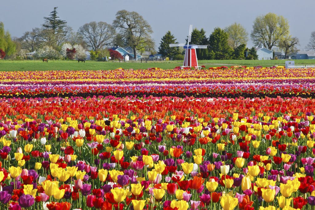 Detail of Tulip field by Anonymous