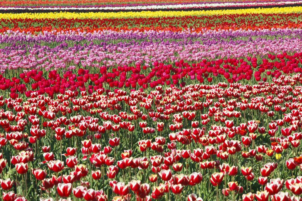 Detail of Tulip field by Anonymous