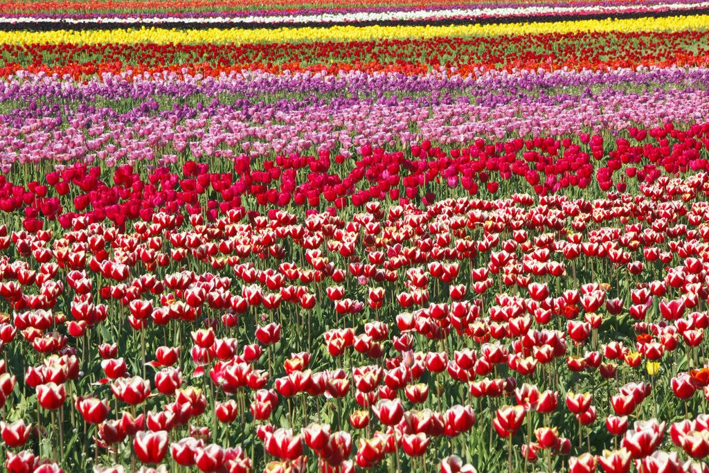 Detail of Tulip field by Corbis
