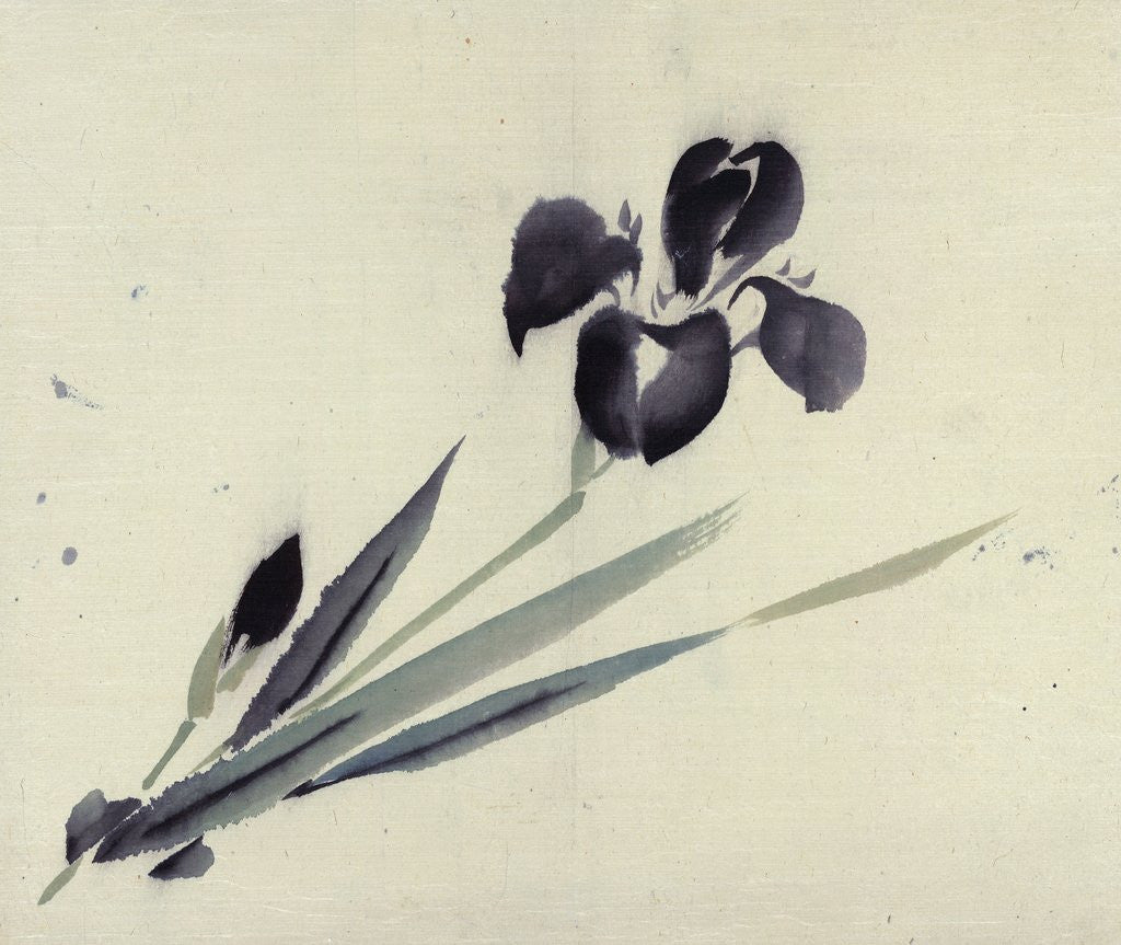 Detail of Iris by Anonymous