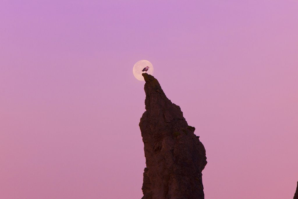 Detail of moon set , low tide, Bandon Beach, Oregon Coast, Pacific Northwest. Pacific Ocean by Corbis