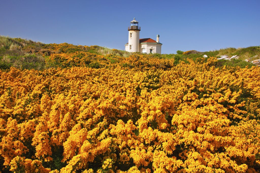Detail of wildflowers add beauty to Coquille River Lighthouse, Bandon Beach, Oregon Coast, Pacific Northwest. by Anonymous