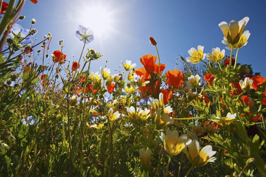 Detail of closeup wildflowers, Hood River, Colubia River Gorge National Scenic Area. Oregon. by Anonymous