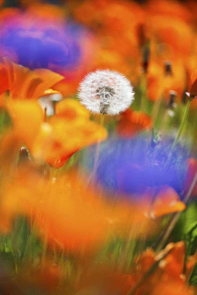 Detail of closeup wildflowers, Hood River, Colubia River Gorge National Scenic Area. Oregon. by Anonymous