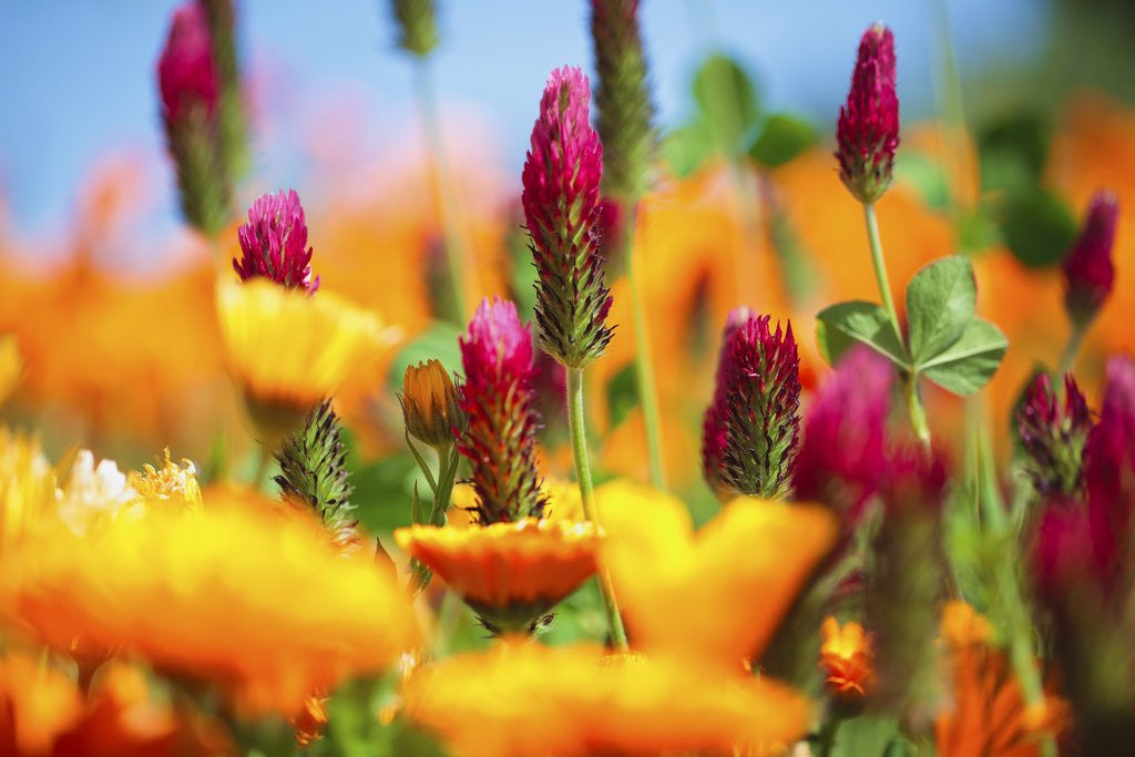 Detail of closeup wildflowers, Hood River, Colubia River Gorge National Scenic Area. Oregon. by Anonymous