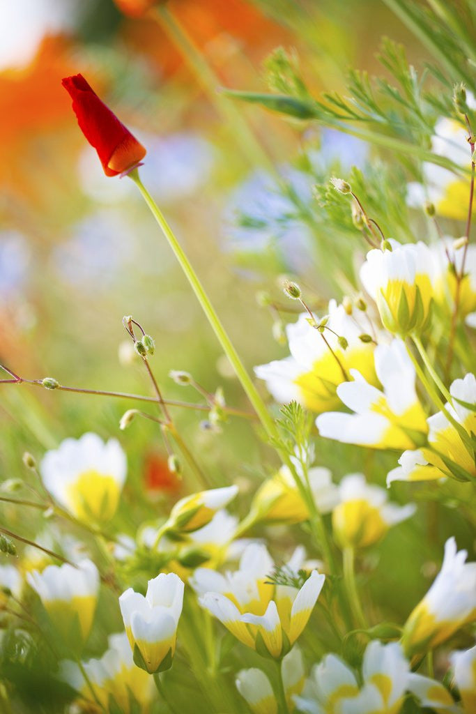 Detail of closeup wildflowers, Hood River, Colubia River Gorge National Scenic Area. Oregon. by Anonymous