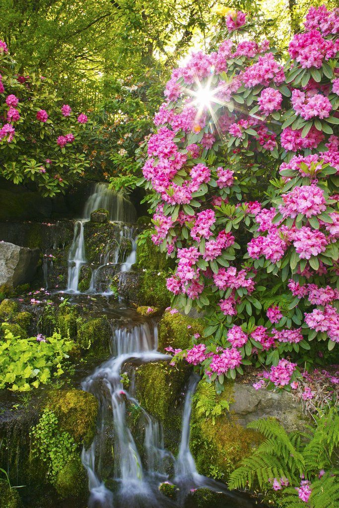 Detail of spring flowers in Crystal Springs Rhododendron Garden. Portland Oregon. by Anonymous