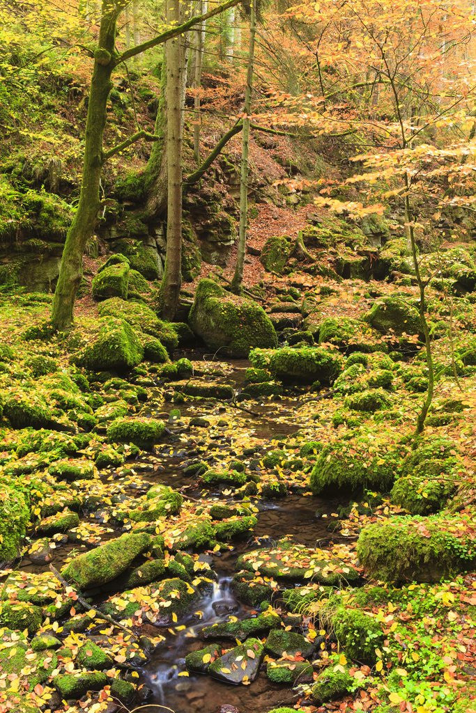 Detail of Fall colours in a forest by Anonymous