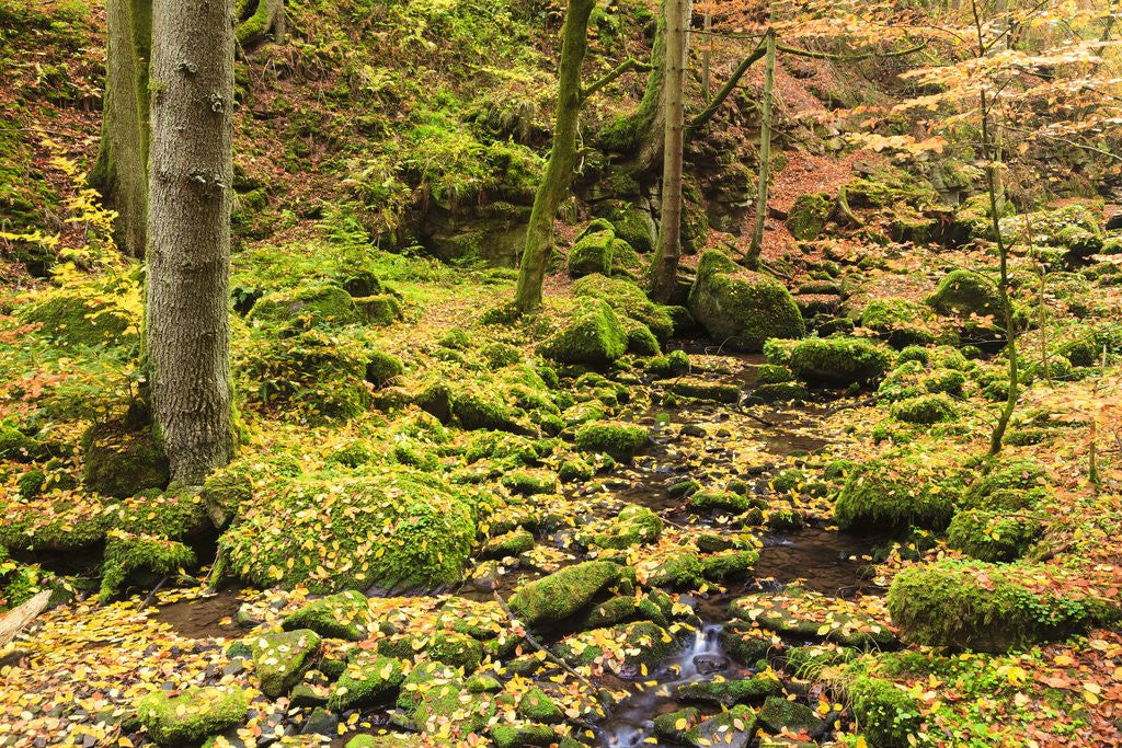 Detail of Fall colours in a forest by Anonymous
