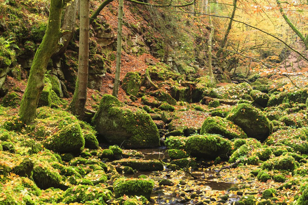 Detail of Fall colours in a forest by Anonymous
