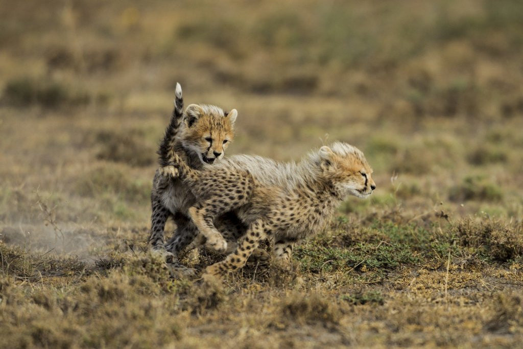 Detail of Cheetah cubs playing at Ngorongoro Conservation Area by Anonymous