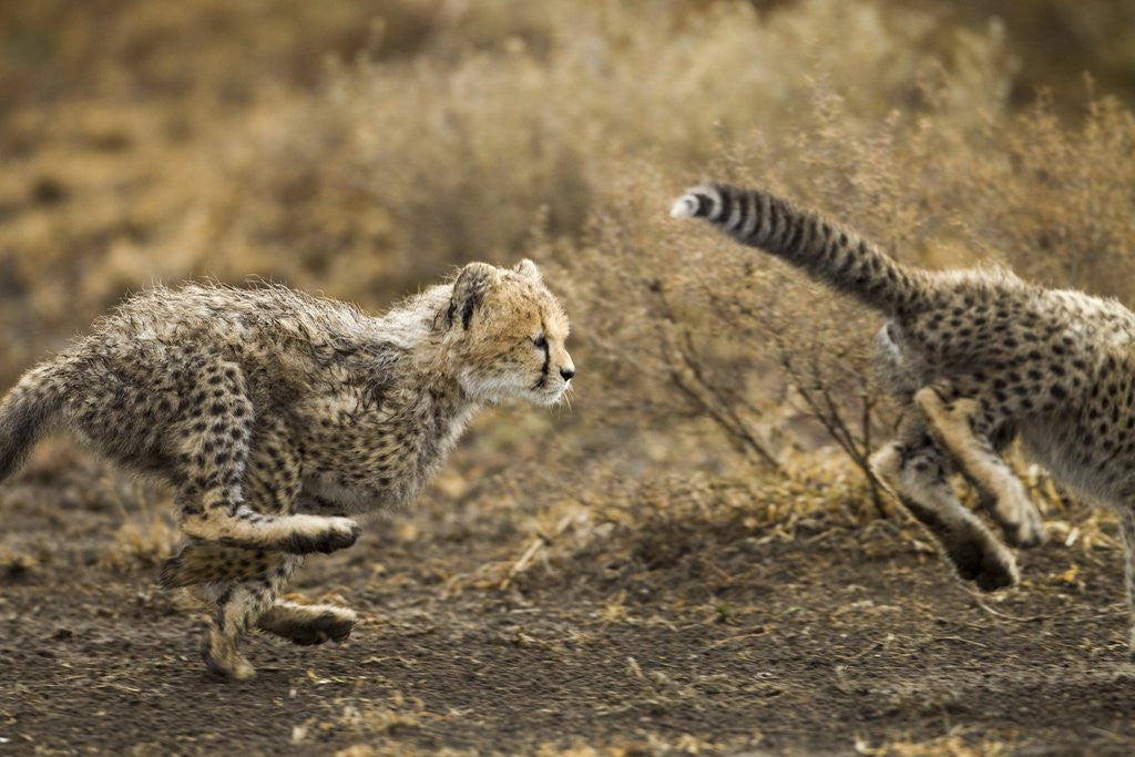 Detail of Cheetah cubs playing at Ngorongoro Conservation Area, Tanzania by Corbis