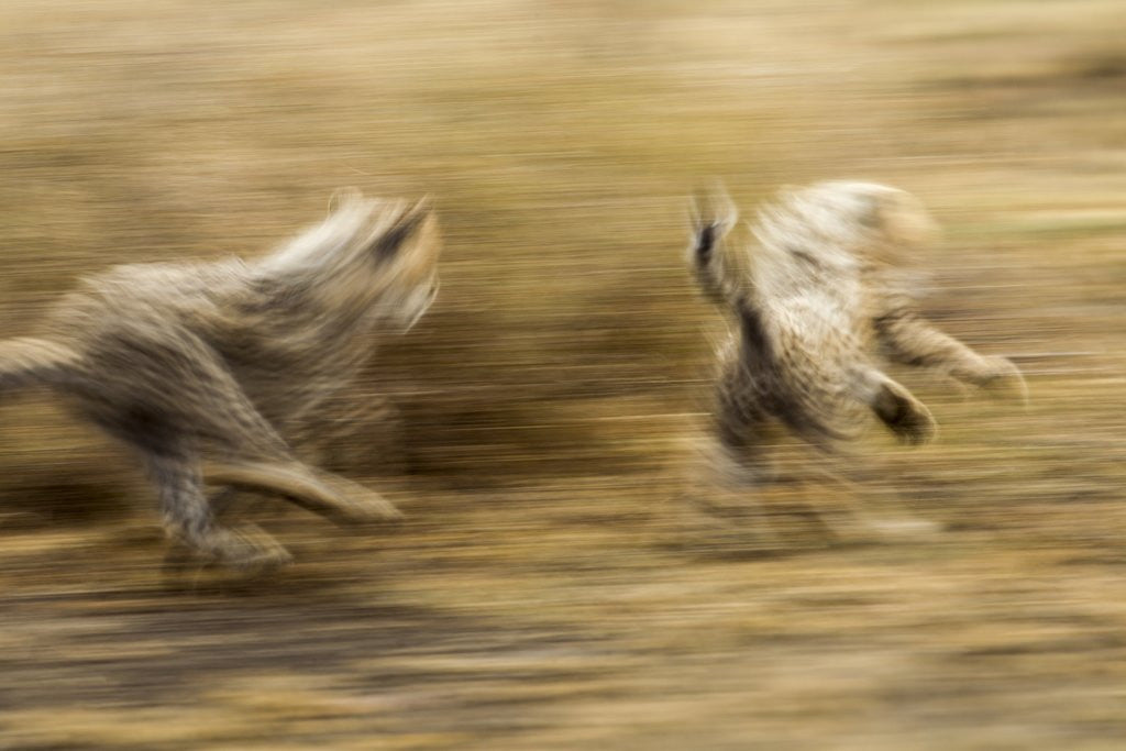 Detail of Cheetah cubs playing at Ngorongoro Conservation Area, Tanzania by Anonymous