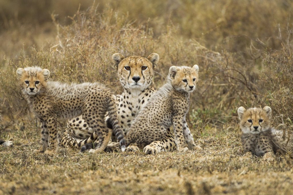 Detail of Cheetah cubs and their Mother by Anonymous