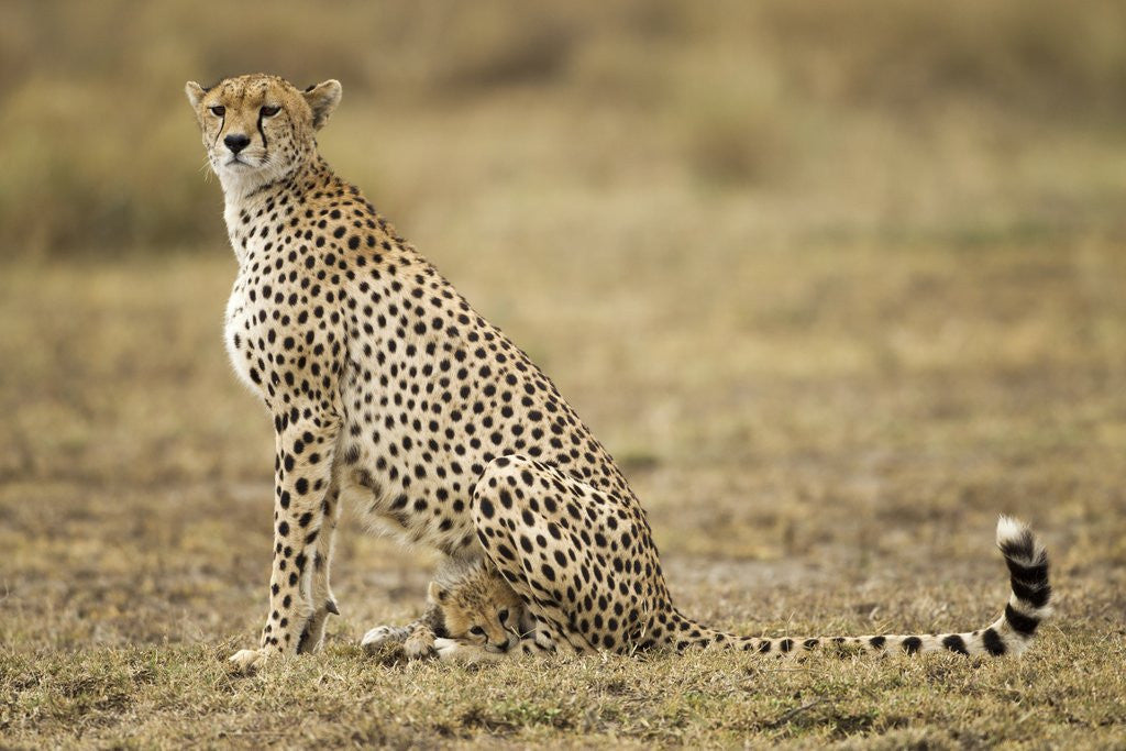 Detail of Cheetah cub and mother by Anonymous
