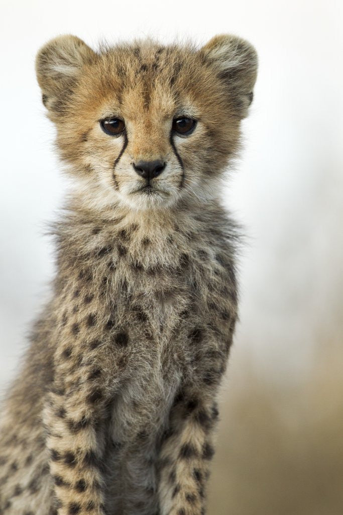 Detail of Cheetah Cub by Anonymous