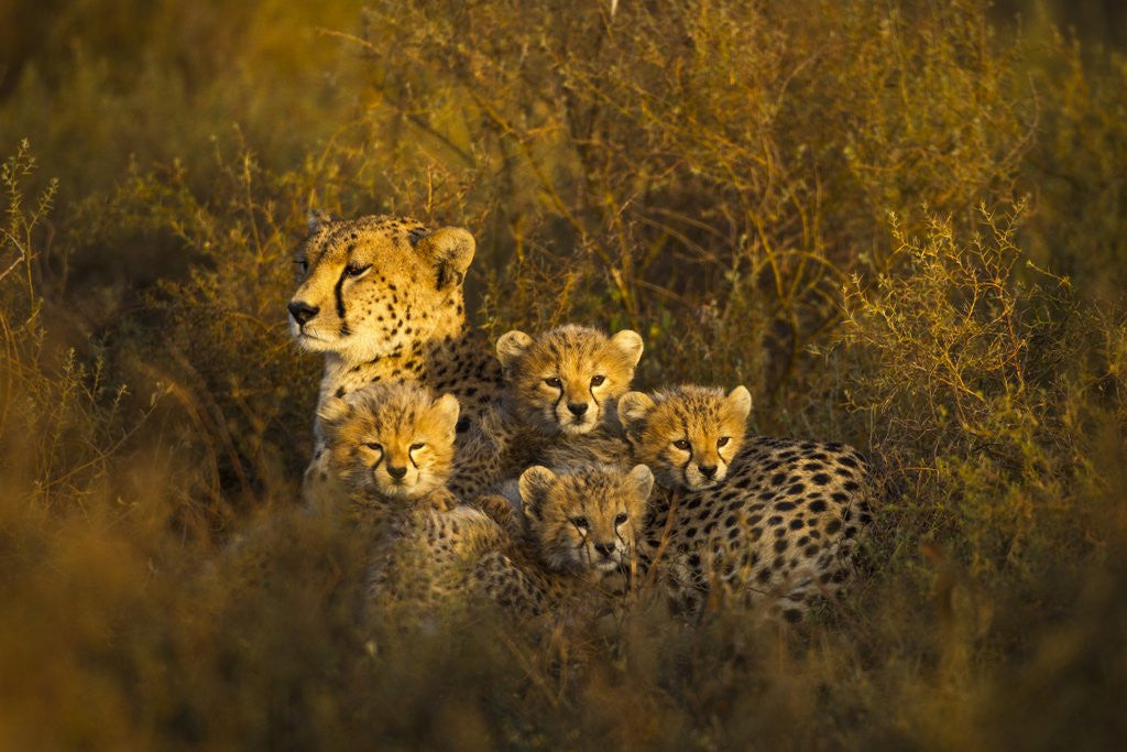 Detail of Cheetah cubs and their Mother by Anonymous