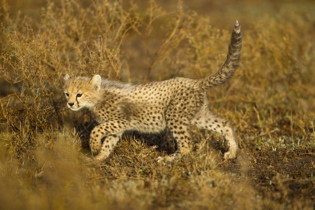 Detail of Playing Cheetah cub by Anonymous