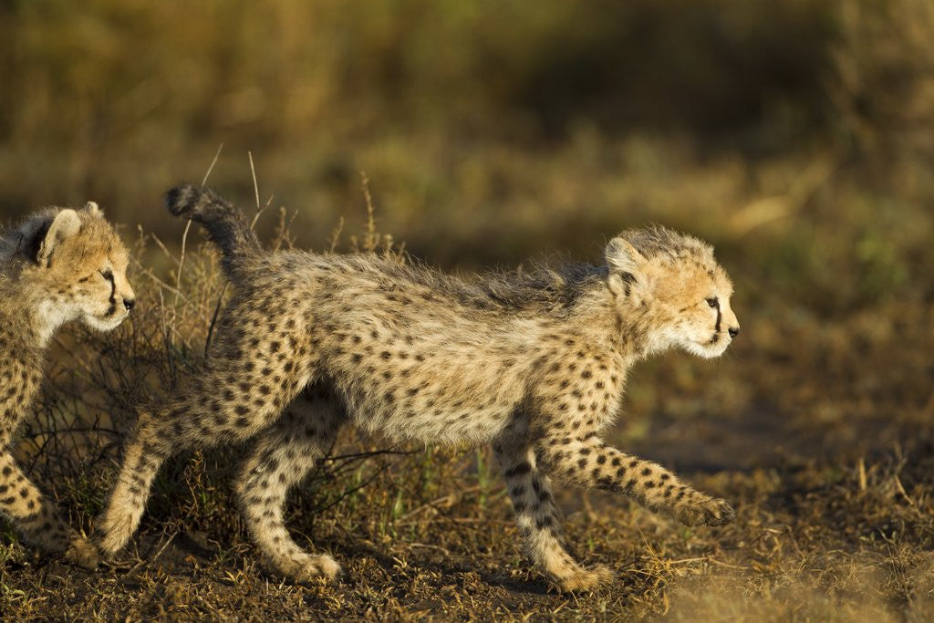 Detail of Playing Cheetah cubs by Anonymous