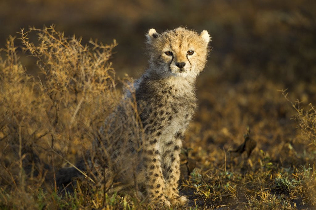 Detail of Cheetah Cub at Ngorongoro Conservation Area, Tanzania by Corbis