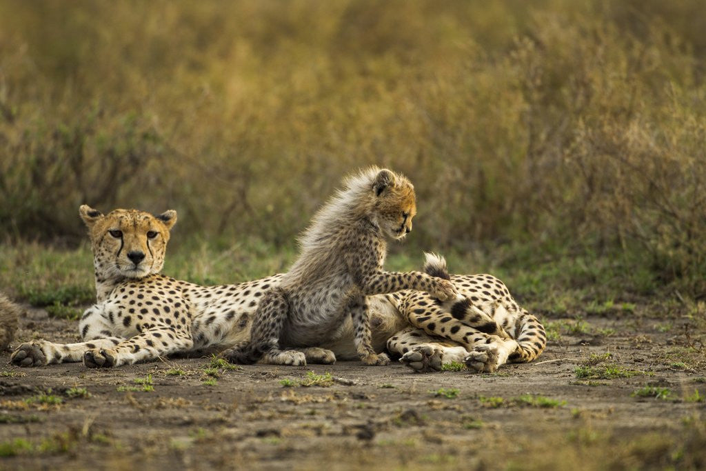 Detail of Cheetah cub and mother by Corbis