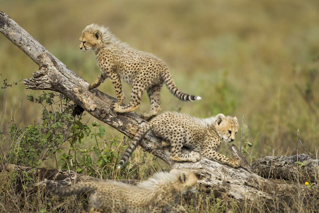 Detail of Cheetah cubs at Ngorongoro Conservation Area, Tanzania by Corbis