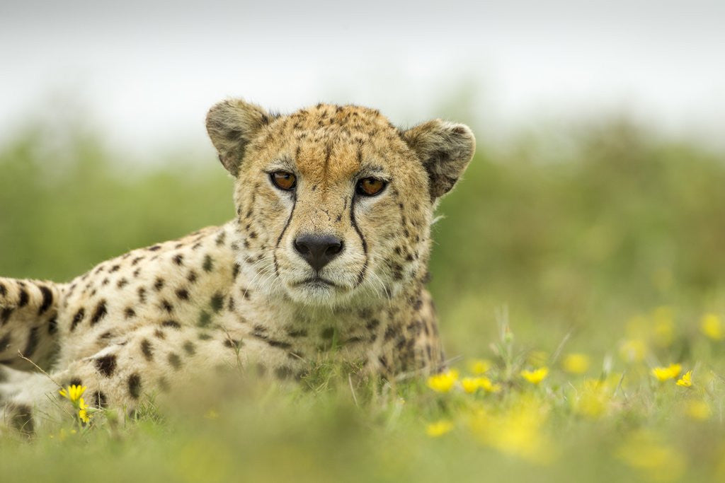 Detail of Cheetah at Ngorongoro Conservation Area, Tanzania by Anonymous