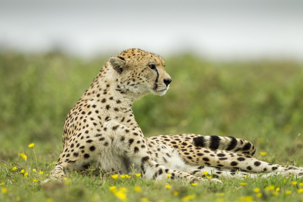Detail of Cheetah at Ngorongoro Conservation Area, Tanzania by Anonymous