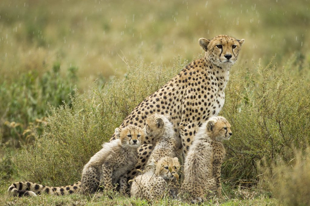 Detail of Cheetah and cubs in the rain by Anonymous