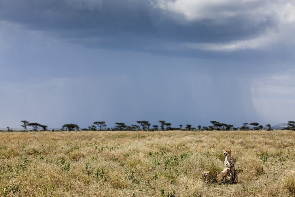 Detail of Cheetah and approaching storm by Anonymous