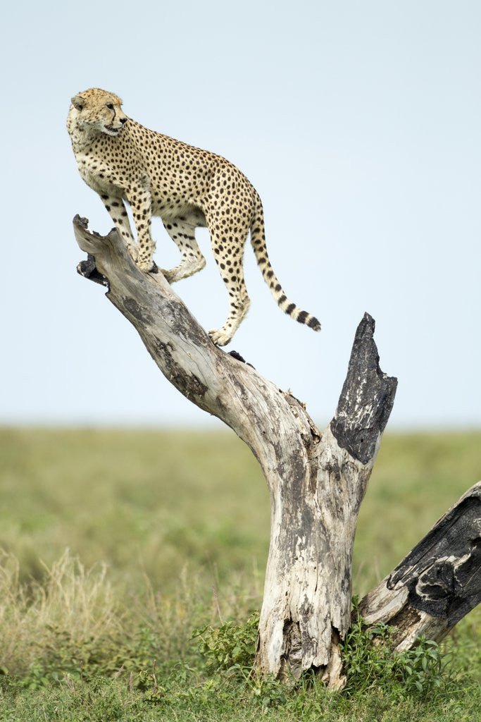 Detail of Cheetah at Ngorongoro Conservation Area, Tanzania by Anonymous