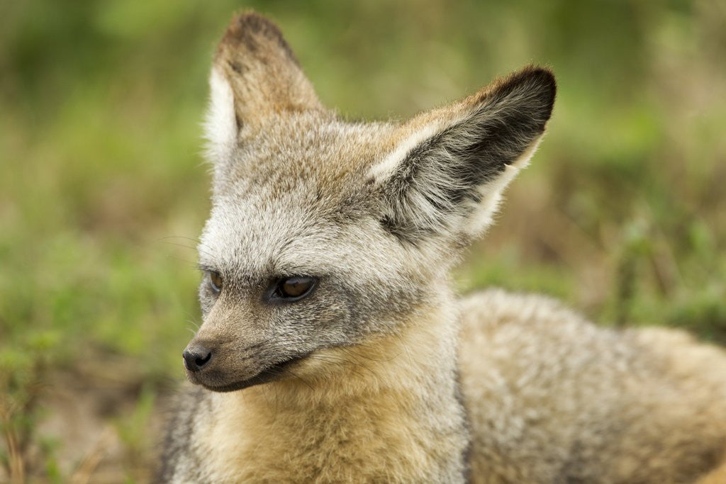 Detail of Bat Eared Fox by Anonymous