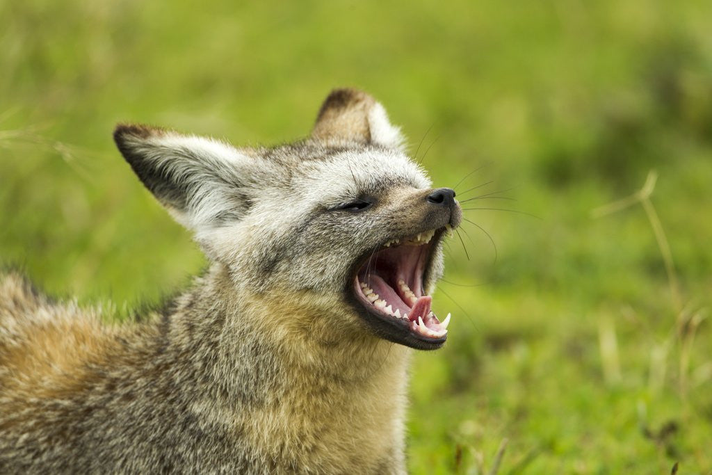 Detail of Bat Eared Fox by Anonymous