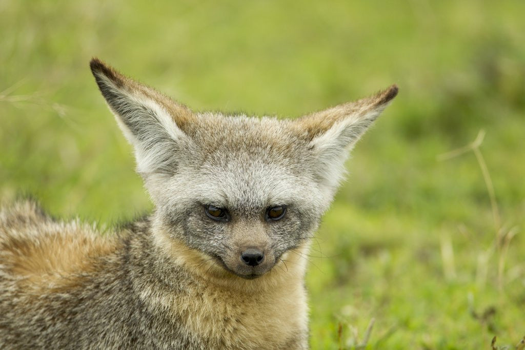 Detail of Bat Eared Fox by Anonymous
