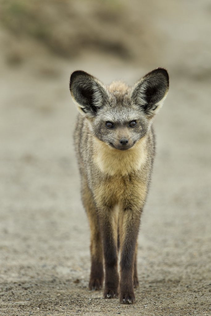Detail of Bat Eared Fox by Anonymous