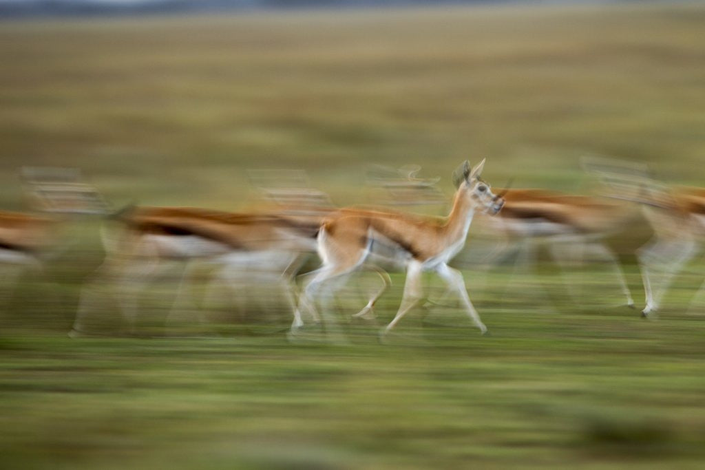 Detail of Thomson's Gazelle by Anonymous